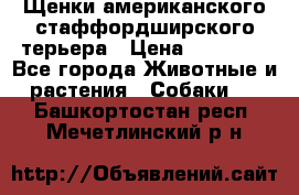 Щенки американского стаффордширского терьера › Цена ­ 20 000 - Все города Животные и растения » Собаки   . Башкортостан респ.,Мечетлинский р-н